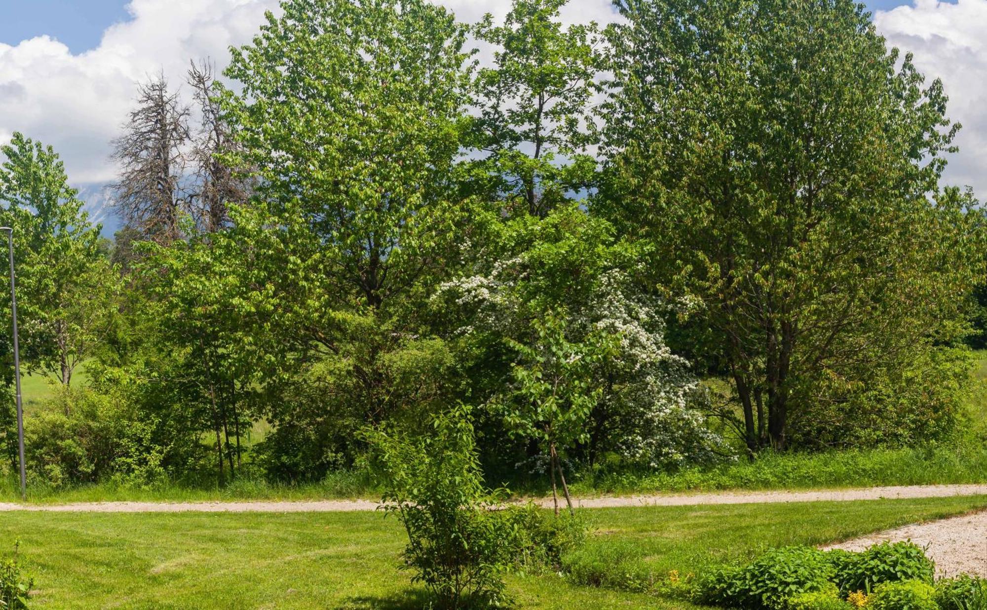 The Nest Apartment Bled Centre Exterior foto